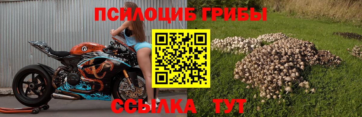 Псилоцибиновые грибы Psilocybine cubensis Егорьевск